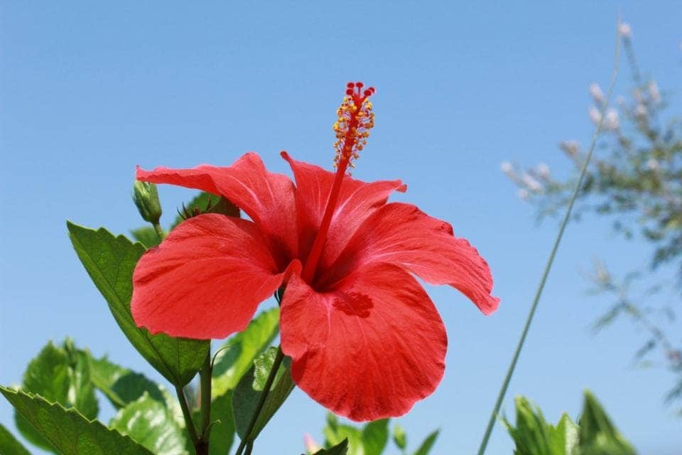 Салат с соусом из сиропа гибискуса