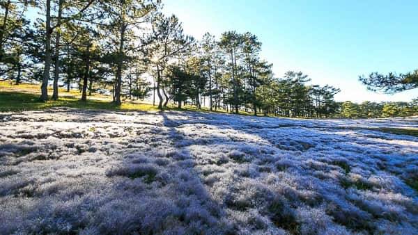 doi-hoa-co-hong-da-lat-low.jpg Цветущие поля в Далате