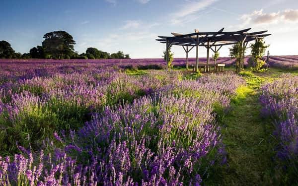 landscapes-leaf-colourful-lavender-natural-green-flower-wallpaper-hd-nature-wallpapers_1920x1200-low.jpg Цветущие поля в Далате